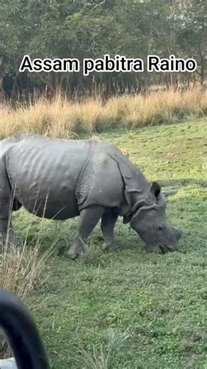 India Assam pabitra Raino #punjabisong #song #reelsvideo #travel #rhino