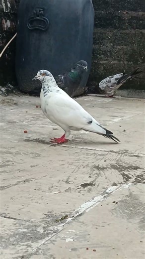 Original Red Eye Kabootar | Rare Pakistani Highflyer Pigeon | कबूतरबाज़ी शौक़ीनों के लिए #shorts