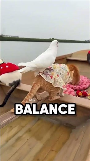 Cats on a Boat Trip! 🐱⛵ ft. Bird Friends