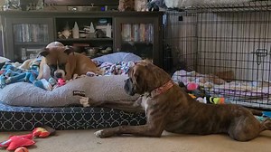 196K views · 8.9K reactions | Who doesn’t love a good Boxer tantrum?!?  This is MLBR alumni Ronan who is very upset that his fur-sissy isn’t sharing the new toy with him. And NO, the other toys on the floor are NOT good enough!!! Watch how he runs to mama, Sarah, for "help" and watch for the look his fur-sissy gives the camera! 藍藍 Hope this got your day off to a good start!  | MustLuvBoxers Rescue | Facebook