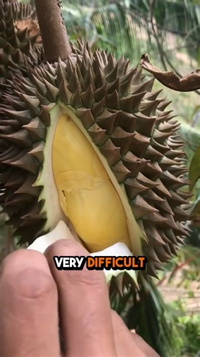 Have your ever seen the Durian Fruit before? Well it's actually delicious 🍍 #food #fruit #durian | Foodporn Eats