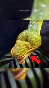 Animals That Look Terrifying When They Yawn!