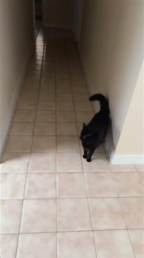 From napping king to fetching machine 👑🐾