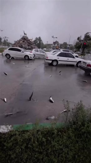 Strange Phenomenon: Fish Falling from the Sky in Saudi Arabia