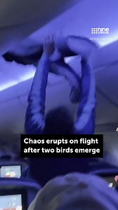 Two pigeons mysteriously emerged inside a plane, causing mayhem on a domestic flight in the US as passengers tried to catch them. Details here ➡ https://nine.social/XOc | Nine.com.au