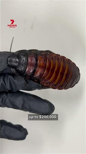 Thousands of live cockroaches seized from NSW property