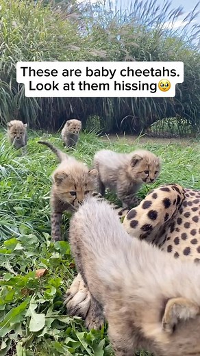 Wildlife Rescuers on Instagram: "Baby cheetahs, known as cubs, exhibit a fascinating behavior when it comes to defense. Despite their adorable appearance, these young cheetahs can display a remarkable defensive instinct. When feeling threatened or uncertain, they often mimic the behavior of more ferocious animals, such as growling or hissing. This defensive posturing is an early development of their survival instincts, preparing them for encounters in the wild. It’s a captivating aspect of their