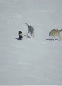 Wolverine vs Wolves. Spotted in Canada’s frozen wilderness—this predator is tougher than it looks. video by koki koki. #WolverineWildlife #CanadaWildlife #USAWildlife #NorthAmericanPredators #WildlifeUK | Wildlifetobe