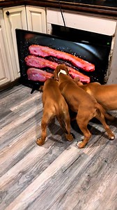 5.7M views · 84K reactions | Putting my dogs on a diet in 2024! ❤️ #reels #dog #funny #viral | I am the HULK | Facebook