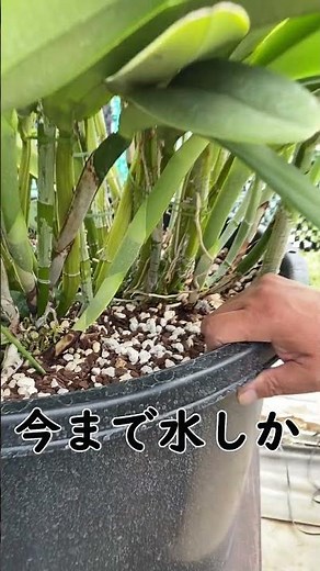 [orchid]How are you doing after replanting the large stock?@seedpot368 #sheath