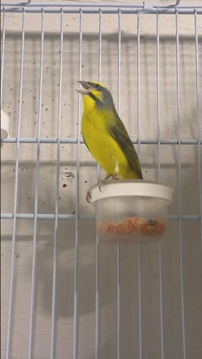 SERINUS Mozambicus | سيرينوس موزمبيق | Yellowfronted canary sing | Hybrid Finch | Nature Bird sounds