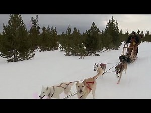Dog sledding in Colorado