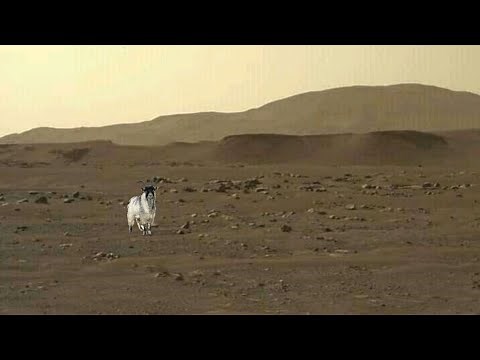 Animals on mars | Nasa's Mars Perseverance Rover Sends Fascinating Pictures - Curiosity Mission