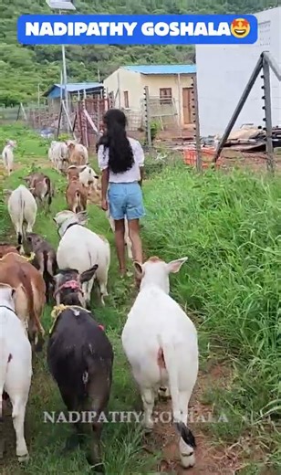 😱 OMG! 1-2 Feet Tiny Cows at Nadipathy Cattle 🐄 You Won't Believe Your Eyes! #viral #reels #yt #on