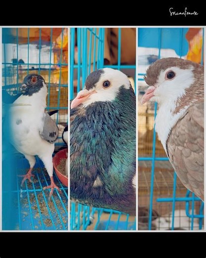 3 Rare Fancy Pigeon🕊️ #pigeon #birdshorts #rarebirds