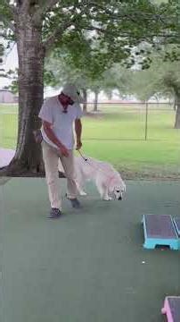 "Loose Leash Training: How to Stop Leash Resistance "