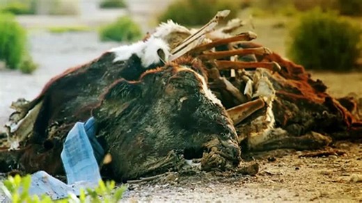 Expedition X S11E02 Atomic Ape Cat H 264