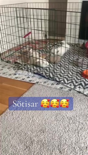 Alltså man där ju - Molly med syskon 2021 🥰🥰🥰#mollythewestie #lovemydog
