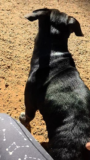 Consent check! At Curiosity Dog Training, I talk about the 3 second rule for petting and scritches. After 3 seconds, stop and see what the dog does. Duke Earl clearly wanted me to continue! | Curiosity Dog Training, LLC