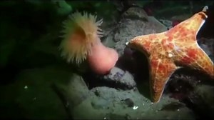 Anemone swimming in water | Great Stuff