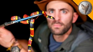 Night of the dangerous creatures! #costarica #snakes #wildlife #bravewilderness | Brave Wilderness