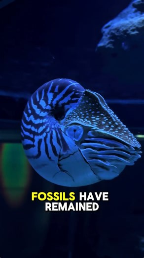 Amazing #aquarium in New Caledonia!