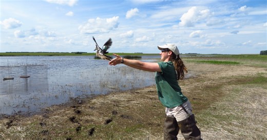 Bird Banding: A Conservation Tool within the Migratory Bird Program (Ducks, Geese, Doves, and more) | U.S. Fish & Wildlife Service