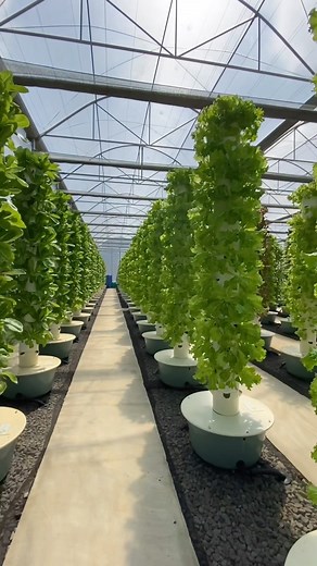 215K views · 4.2K reactions | Vertical farming in the Philippines where several hundred aeroponic towers are located inside a state-of-the-art climate-controlled greenhouse. This vertical farm is known as King Tower Farm: @kingtowerfarm #verticalfarming #philippines #agriculture #towergarden #aeroponics #farming #hydroponics #greenhouse | Agrotonomy Tower Farms | Facebook