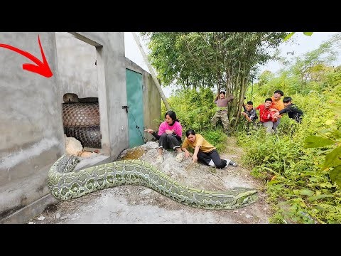 3 Brave Experts Rescue Ethnic Girl Attacked by Anaconda in Abandoned house