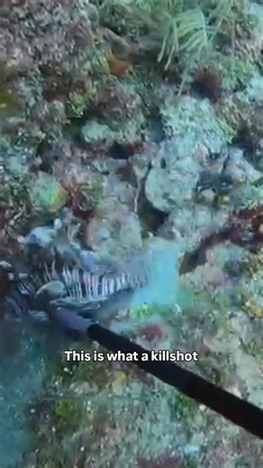 Lionfish are an invasive species in Florida so the dive community has rallied to help manage the population to limit the damage they're doing on the reefs. @scubachoice partnered with me by sending me a pole spear so I could do my part in eradicating lionfish from our part of the Atlantic. It came with 3 different tips so maybe I could even try my hand at catch and cook on future dives 🤔 The bad news is, I'm not very good at it yet. 😅 I need to do some target practice with a cardboard box. The