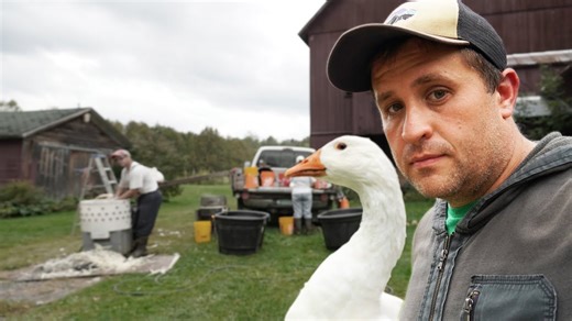Goose Harvest Gone Wrong: Farm Lessons Learned