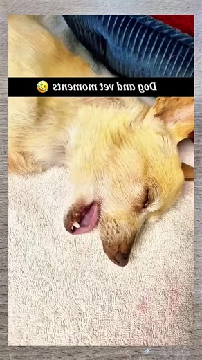 Funny Style Dogs That Will Make You Laugh Out Loud