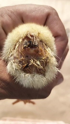 Managing Pasty Butt in Baby Chicks: A Vet's Guide