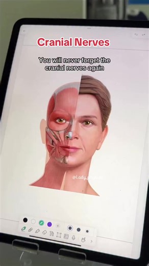 Easy way to remember Cranial Nerves #cranialnerve #medical #anatomy