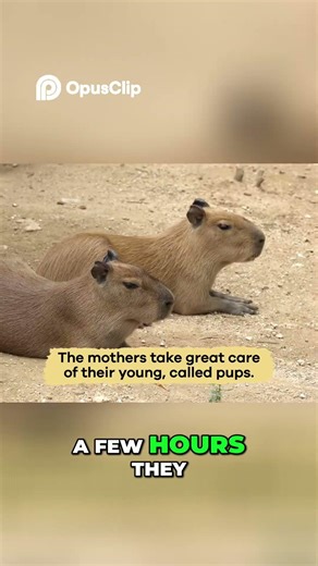 Capybara Herds 🐾 Social Animals Protecting Their Pups