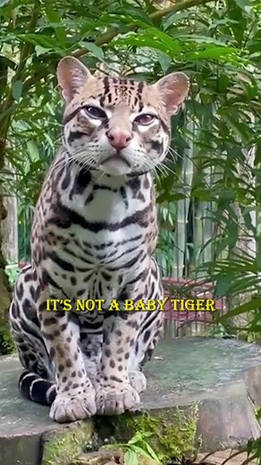 Ocelots: Wild Cats Similar to Miniature Tigers
