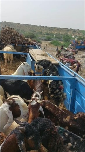 goat's jumping in the shower and then released into the jungle area#goat#short#desert