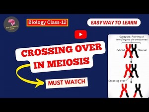 Crossing Over in Meiosis | Definition, Types, Mechanism & Significance Explained 🔬