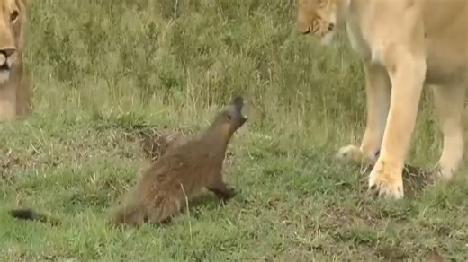 狮子与猫鼬的对峙较量