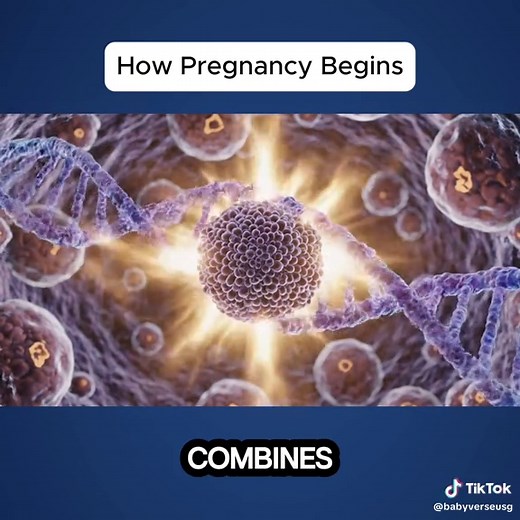 Understanding How Pregnancy Begins: A Journey Explained