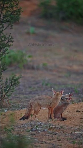 Siblings love: Male and Female Indian Fox Pups' cute playtime while waiting for Mom