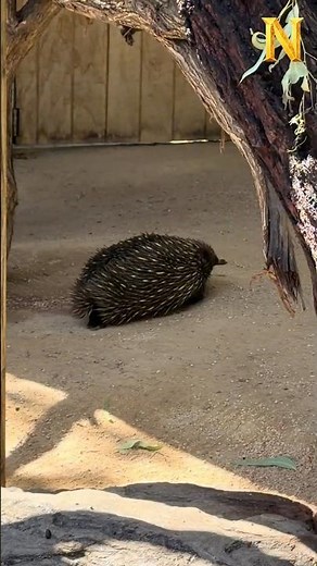 Echidna Up Close 🦔 Australia’s Spiky Mammal