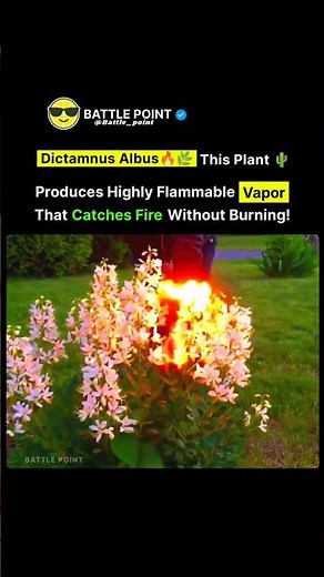 Dictamnus Albus: The Plant That Can Catch Fire Without Burning! 🔥🌿