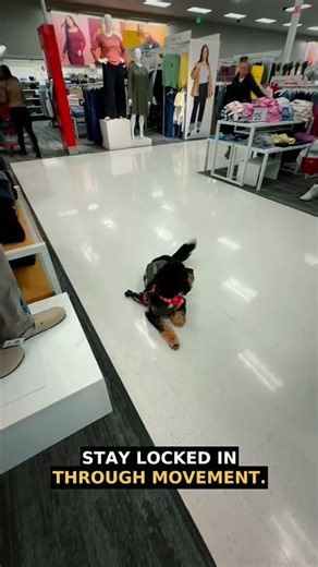Can Your Dog Hold This Down-Stay? | Indianapolis Dog Training