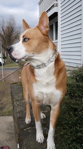 Adorable Husky and Pitbull Mix - Funny Dog Compilation