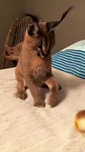 #floppa #caracal #fyp