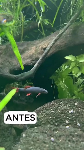Tiburón Arcoíris en Acuario Cusco