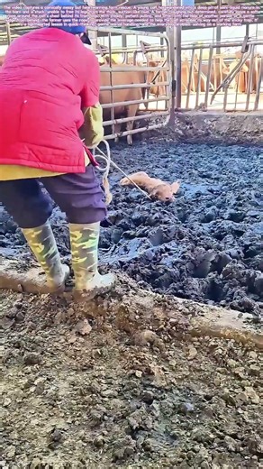 Stuck in the Muck: A Rope Rescue for a Calf in Deep Trouble