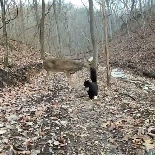 cats dogs deer animals nature wildlife Hiking camping... #Shorts #brownhikingtrails