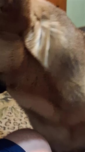 Rufus and Hammer (@rufusandhammer)’s videos with original sound - highschool simulator